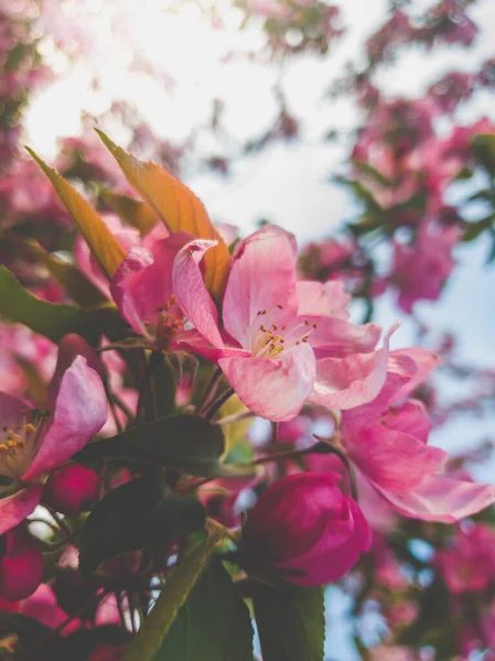 Güzel pembe kiraz ağacı sakura çiçeklerinin açık mavi gökyüzüne yakın tonda görüntüsü — Stok fotoğraf