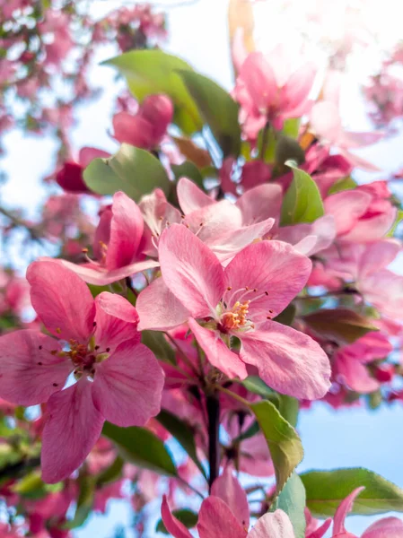 Макроизображение цветущей сакуры с розовыми цветами весной — стоковое фото