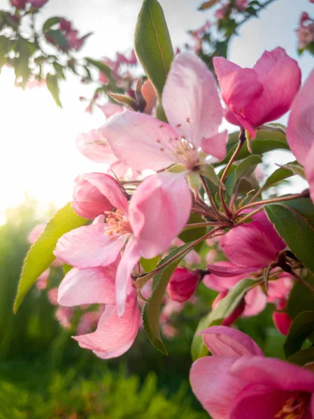 फुलांच्या साकुरा चेरी झाडावर गुलाबी तपकिरी आणि हिरव्या पानेचे मॅक्रो प्रतिमा — स्टॉक फोटो, इमेज