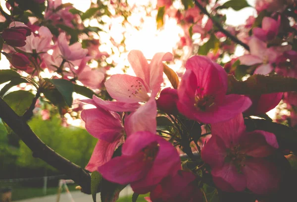 Makro tonlu günbatımı ışığı görüntüsü çiçek açan sakura ağacının pembe çiçekleri arasında parlıyor — Stok fotoğraf