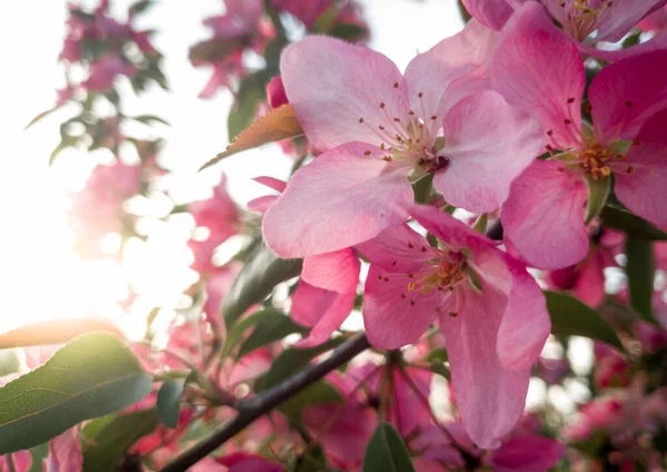 Imagen de primer plano del cerezo floreciente en la luz del atardecer — Foto de Stock