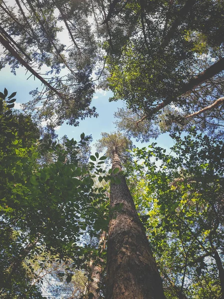 Σκυμμένη εικόνα από ψηλά πεύκα και έλατα που υψώνονται στον ουρανό στο δάσος — Φωτογραφία Αρχείου