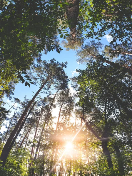 Όμορφο τοπίο φωτεινό ήλιο λάμπει μέσα από πεύκα στο δάσος — Φωτογραφία Αρχείου