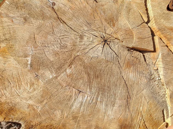 Çatlakları ve yaş halkaları olan meşe ağacının kesilmiş bölümünün yakın plan resmi — Stok fotoğraf