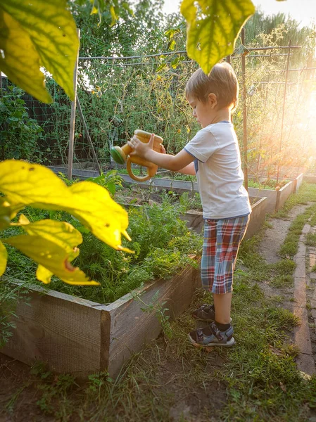 Зображення маленького хлопчика, який поливає овочі на садовій клумбі на заході сонця — стокове фото