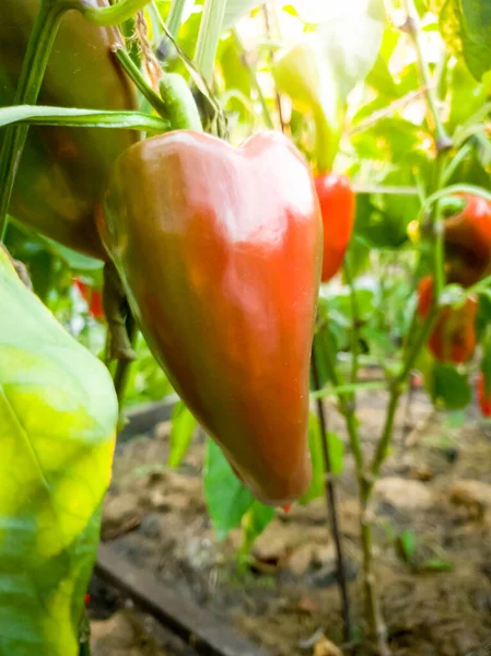 Closeup photo of red bell pepper growing in garden — Stock Photo, Image