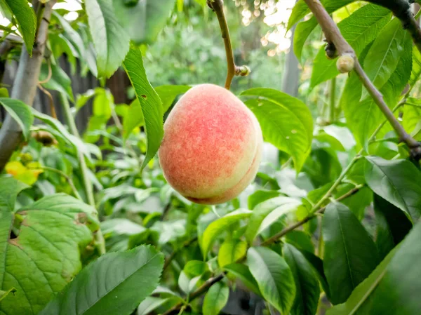 Foto de close-up de saboroso pêssego maduro crescendo na árvore no pomar — Fotografia de Stock