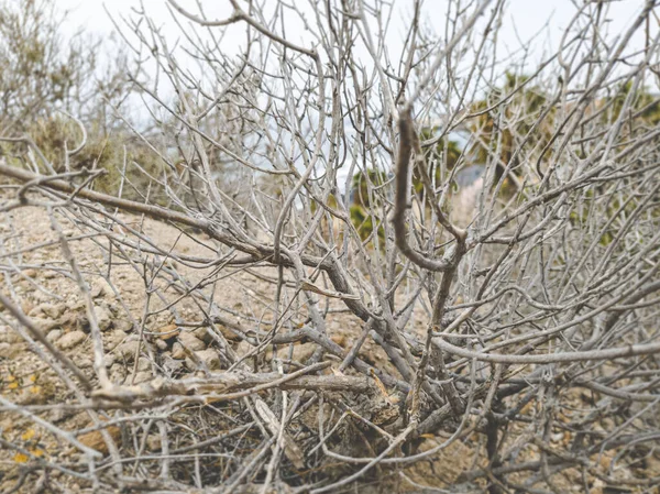 Closeup tonificado imagem de arbusto seco ou planta no deserto — Fotografia de Stock