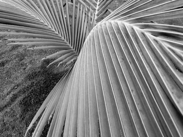 Nahaufnahme abstraktes Schwarz-Weiß-Bild der Palmenstruktur — Stockfoto