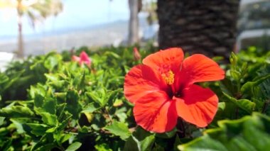 Güneşli bir günde ağaç dalında sallanan güzel kırmızı amber çiçeğinin 4k videosu