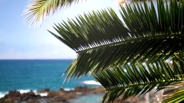 在悬崖峭壁、海滩、海浪和蓝天映衬下美丽棕榈树叶子的特写4k视频 — 图库视频影像