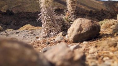 Yüksek dağlarda yetişen kuru bitki ve çiçeklerin 4k videosu. Volkan Teide, Tenerife, Kanarya Adaları