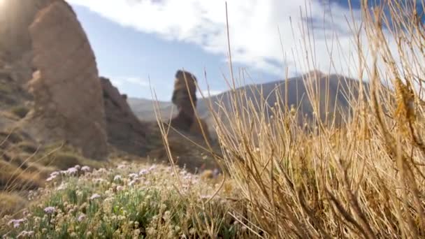 Vidéo 4k de paysages étonnants de hautes montagnes, de roches et de volcans à travers l'herbe sèche et les fleurs. Volcan Teide, Ténérife — Video