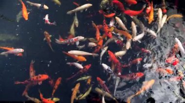 4k video of beautiful red, orange, golden and white koi carps swimming in pond. Perfect tranquil background or backdrop