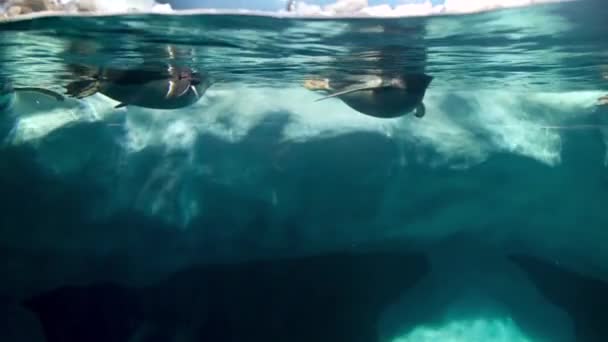 4k underwater video of pengiuns swimming in cold water near iceberg — Stok video