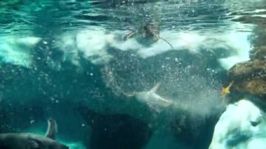 4k slow motion video of penguins jumping in cold ocean water from iceberg and diving. Underwater view on swimming penguins