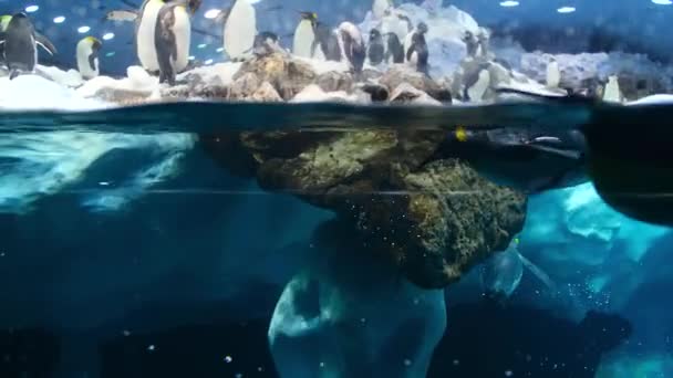 4k подводное видео с большим количеством пингвинов, стоящих на айсберге и ныряющих в воду. Видео от Loro Parque, Тенерифе — стоковое видео