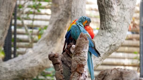 4k видео, где попугаи ара сидят на ветке дерева и заботятся друг о друге. Птицы чистят перья и ловят блох. — стоковое видео