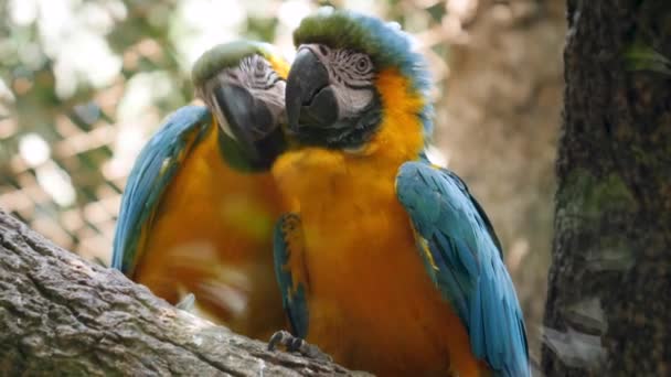 Closeup 4k video of two loving macaw parrots kissing while sitting on tree branch, Birds couple taking care of each other