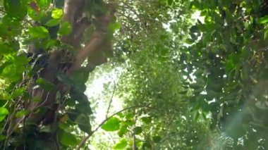 4k video of camera looking on tree tops while walking under high palms and vines in tropical rainforest jungle. Perfect background or backdrop for travel or tourism video