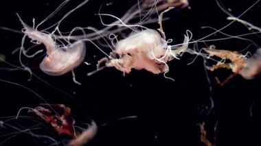 Closeup 4k video of poisonous jellyfishes with long tentacles floating in aquarium against black background. Perfect tranquil background or backdrop of nature