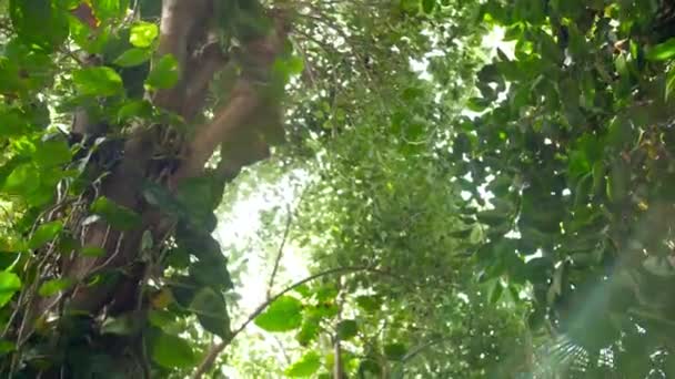 Vídeo 4k de câmera olhando em topos de árvores enquanto caminha sob altas palmas e videiras na selva tropical da floresta tropical. Fundo perfeito ou plano de fundo para viagens ou turismo vídeo — Vídeo de Stock