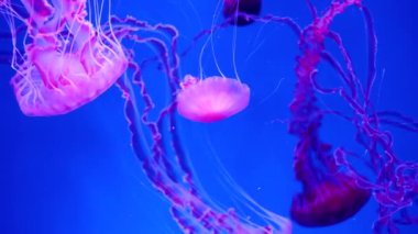4k video of beautiful pink translucent and fluorescent jellyfishes with long tentacles floating in water against blue background. Perfect tranquil background or backdrop of nature