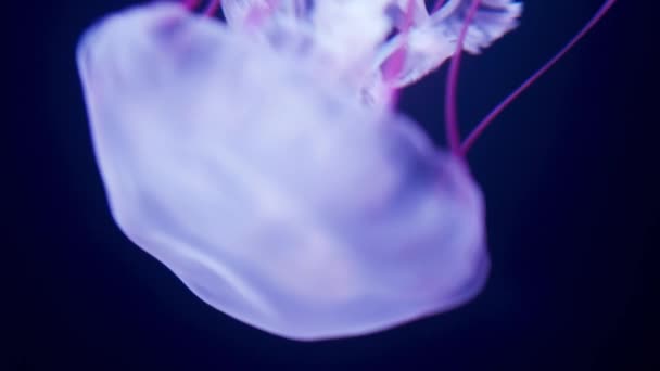 4k macro video de hermosas medusas flotando y nadando en agua de mar. Fondo tranquilo perfecto o telón de fondo de la naturaleza — Vídeo de stock
