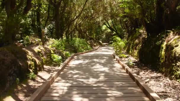 4k video of walking on wooden path in beautiful forest at mountains. Perfect background or backdrop for tourist or travel shot — Αρχείο Βίντεο