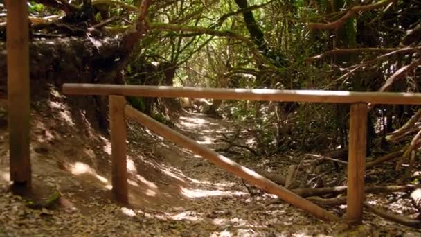 4k відеокамера, що пролітає через дерев'яний паркан в красивому лісі в горах — стокове відео