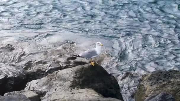 4k video en cámara lenta de hermosa gaviota sentada en el acantilado contra las olas del océano rodando y rompiendo en las rocas — Vídeo de stock