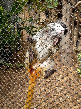 Yakından bakınca, hayvanat bahçesindeki kafesinin metal çitlerine tırmanan ve oturan küçük bir maymun resmi.