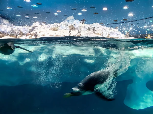 얼음처럼 차가운 물 속에서 잠수하고 있는 두 마리의 펭귄의 모습을 클로즈업 한 사진 — 스톡 사진
