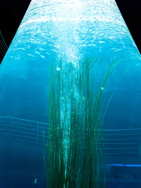 Piękny obraz akwarium z wysokim cylindrem z pływającymi rybami, wodorostami morskimi i pływającymi pęcherzykami powietrza — Zdjęcie stockowe