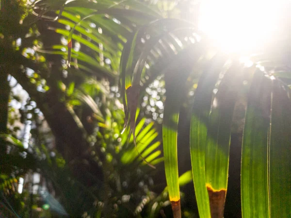 Closeup tonificado imagem de sol brilhante na floresta selva selvagem — Fotografia de Stock