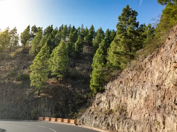 Bela vista da estrada de moutnain em pinheiros contra céu azul claro — Fotografia de Stock