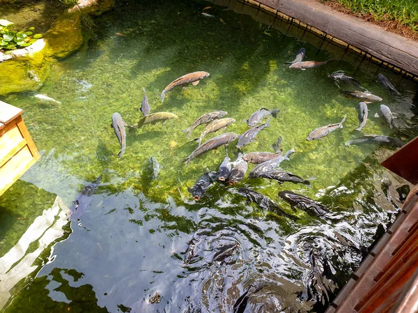 Hermoso estanque decorativo en el jardín en estilo asiático — Foto de Stock