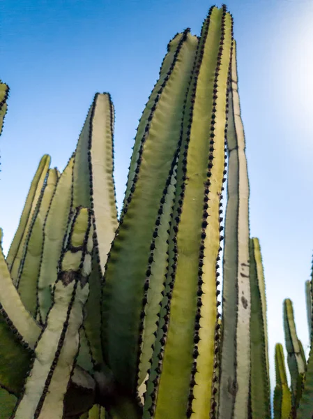 Красивый образ высоких старых кактусов, растущих в пустыне — стоковое фото