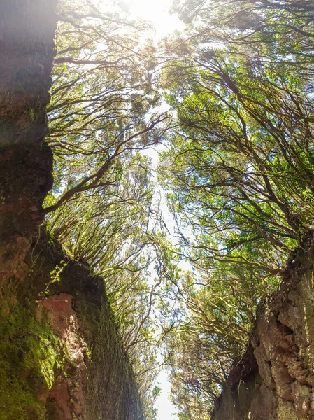 Όμορφη εικόνα από το έδαφος σε δέντρα που καλύπτουν τον ουρανό στο στενό μονοπάτι μεταξύ των βράχων — Φωτογραφία Αρχείου