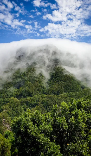 Prachtig beeld van wolken stroomt van de berghelling en het oude bos — Stockfoto