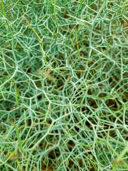 Immagine macro astratta della texture decorativa verde della pianta — Foto Stock