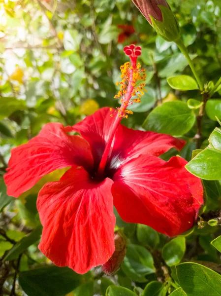 Closeup image of sun shining the beautiful tropical red hibiscus flower in garden — Stock Photo, Image