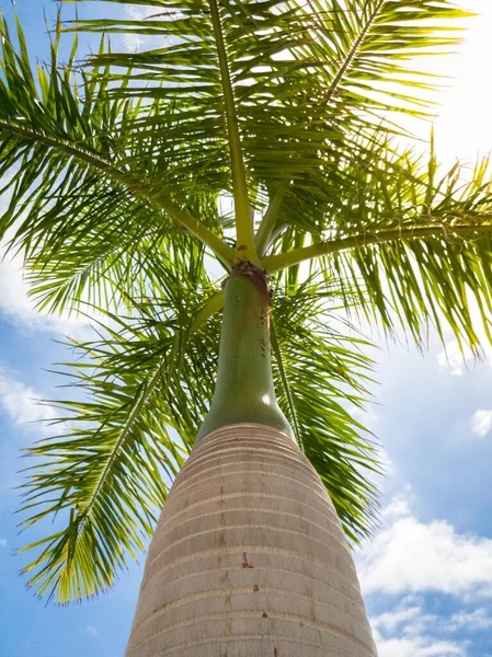 Vista desde el suelo sobre el sol brillando a través de la palma alta contra el cielo azul claro — Foto de Stock