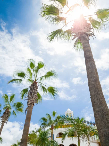 Hermosa imagen de palmeras altas contra el sol brillante y el cielo azul claro — Foto de Stock