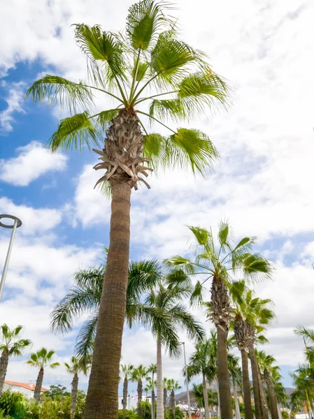 Piękny obraz palm rosnących na alei w nadmorskim miasteczku — Zdjęcie stockowe