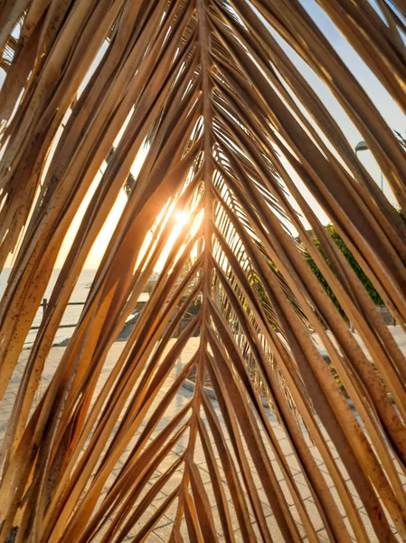 Nahaufnahme abstraktes Bild der Sonnenuntergangssonne, die durch trockene Palmenblätter scheint — Stockfoto