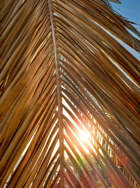 Zbliżenie stonowany obraz zachodu słońca światło świecące przez liście palmy na plaży — Zdjęcie stockowe