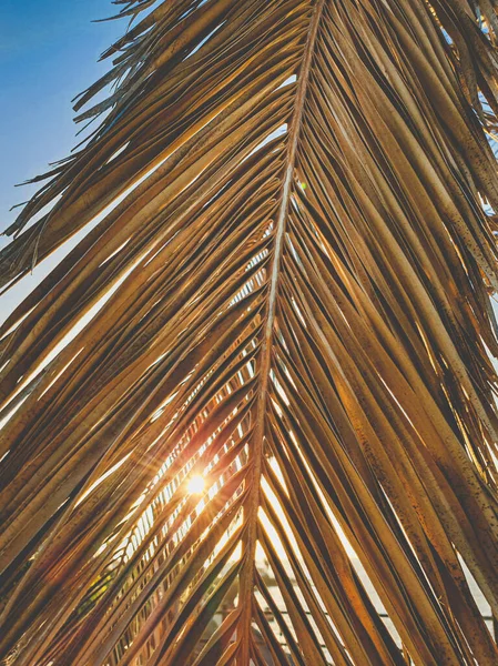 Fondo tonificado de primer plano al atardecer en la playa a través de hojas de palmera — Foto de Stock