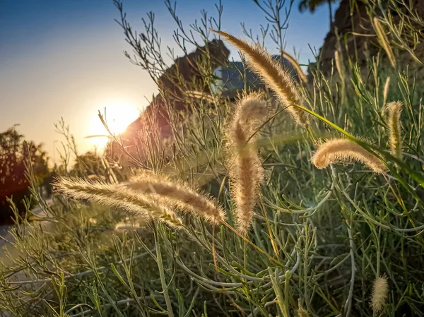 フィールド上の高い草の上の日没のマクロ画像 — ストック写真