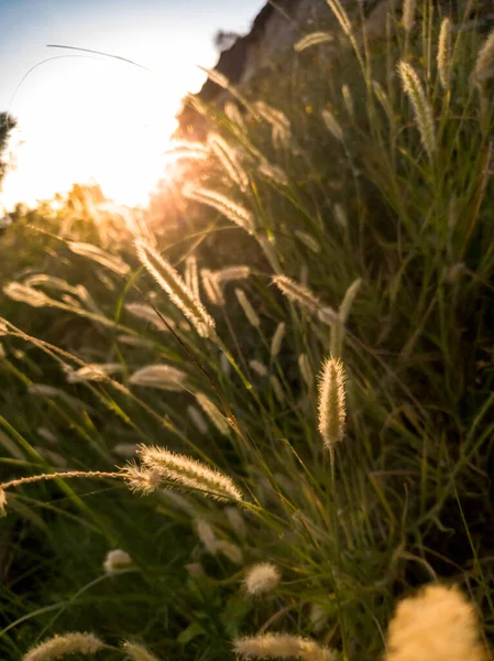 Closeup tonificado imagem de belo nascer do sol sobre o prado — Fotografia de Stock